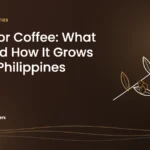 Featured image: Catimor coffee, what it is and how it grows in the Philippines, with a line drawing of a coffee branch with cherries and a shield.