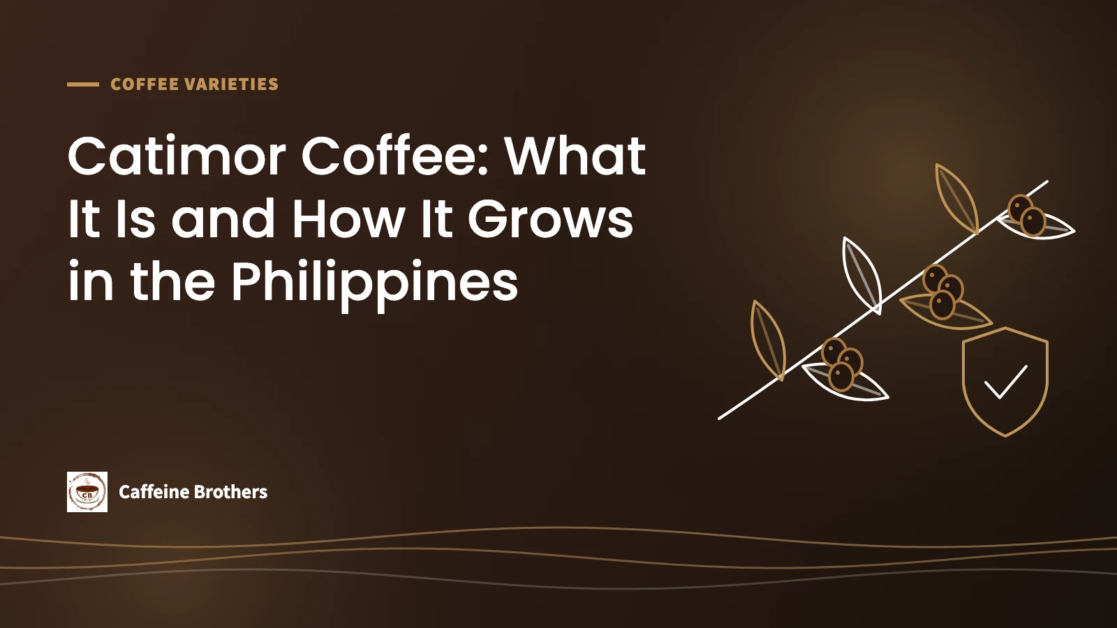 Featured image: Catimor coffee, what it is and how it grows in the Philippines, with a line drawing of a coffee branch with cherries and a shield.