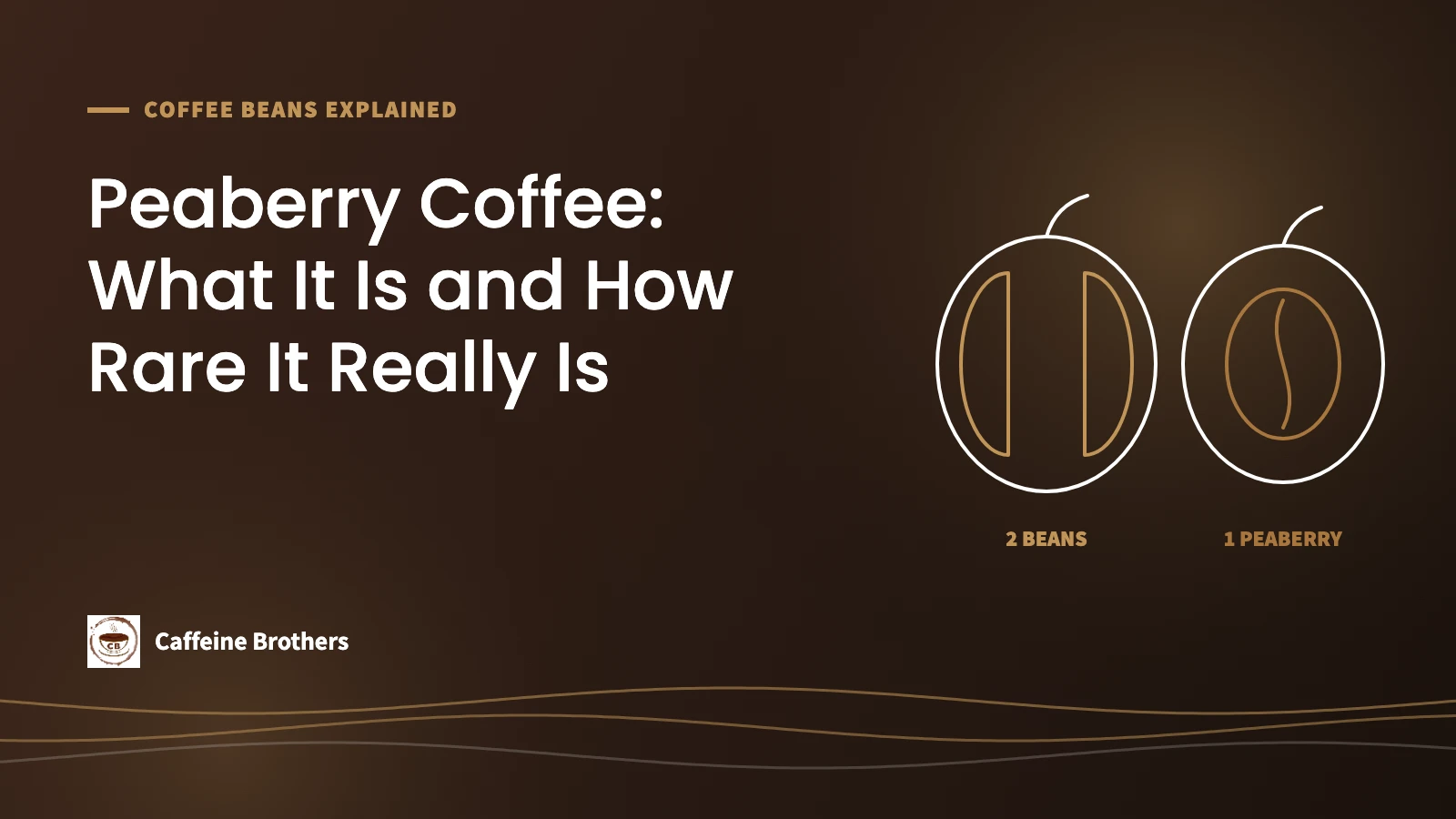 Featured image: Peaberry Coffee, showing a coffee cherry with two flat beans next to a cherry with one round peaberry